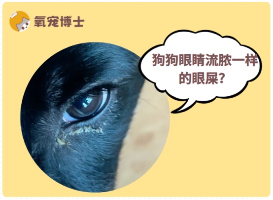 狗狗眼睛流脓一样的眼屎