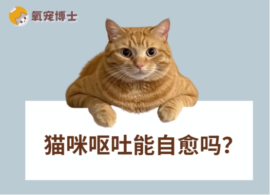 猫咪呕吐能自愈吗