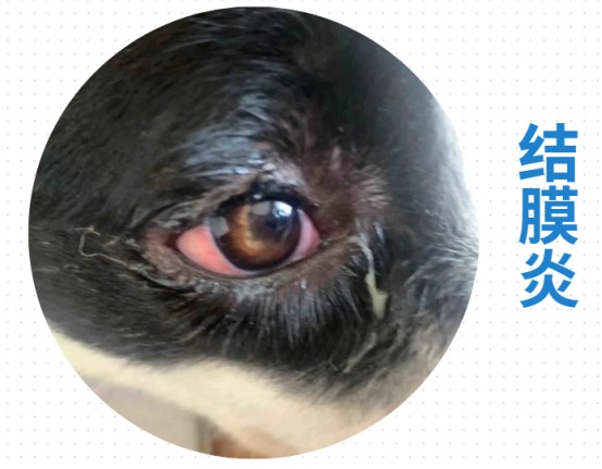 狗狗眼睛流脓一样的眼屎怎么回事