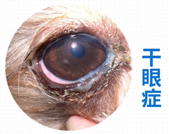 狗狗眼睛流脓怎么回事?