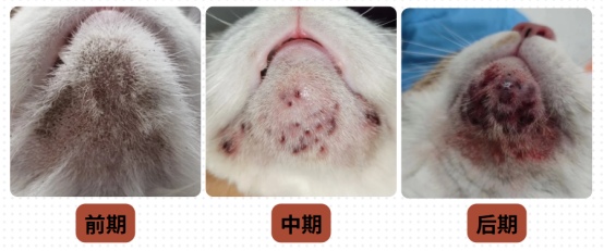 小猫黑下巴