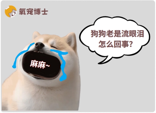 狗狗老是流眼泪怎么回事?