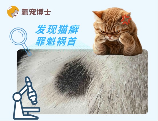 猫癣是因为什么引起的