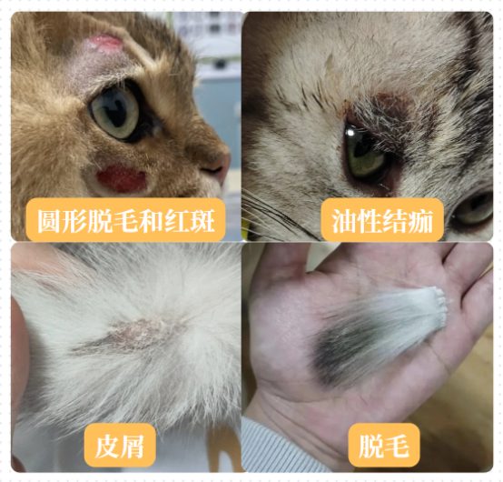 猫癣的初期症状