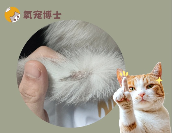 猫癣初期症状识别与治疗方法详解