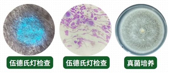 猫癣怎么诊断