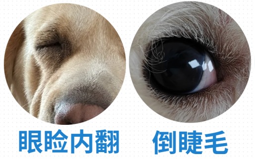 狗狗老是流眼泪