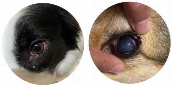 狗狗老是流眼泪怎么办