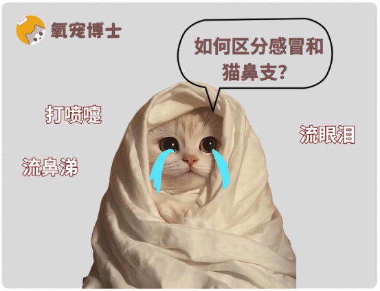 猫咪感冒了有哪些症状?