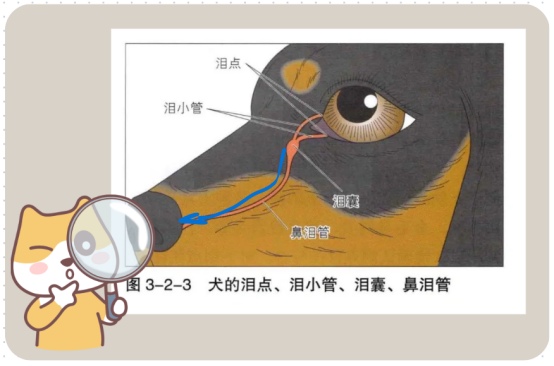 狗狗泪痕怎么快速去除？