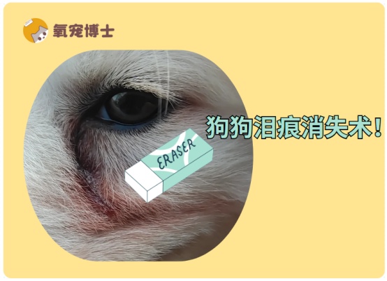 狗狗泪痕严重怎么快速去除？