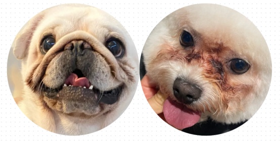 狗狗泪痕严重