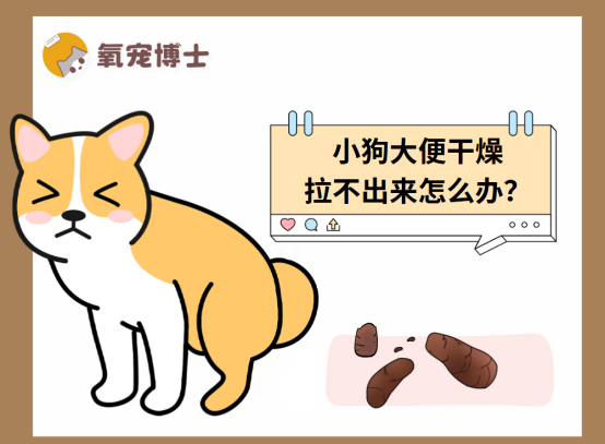 小狗大便干硬拉不出怎么办？便秘原因及处理方法全解