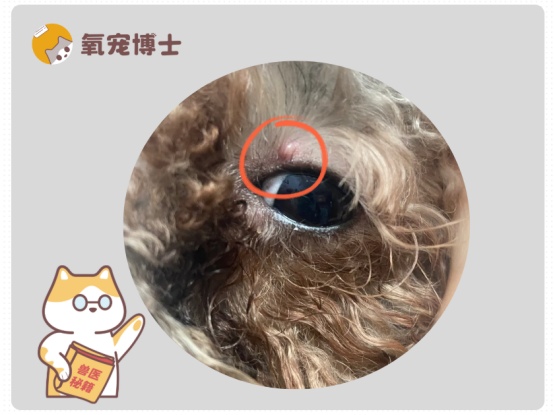狗狗上火眼睛起疙瘩怎么办？