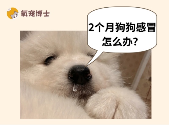 2个月幼犬感冒症状识别与科学护理指南