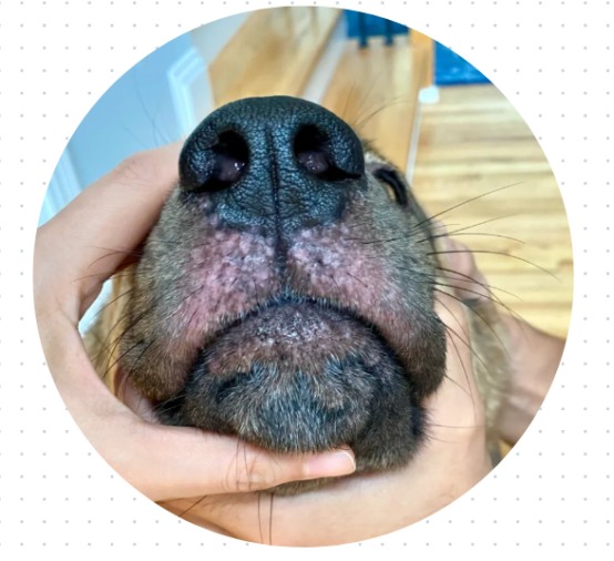 狗狗流鼻涕怎么回事?
