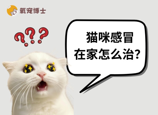 猫咪感冒在家怎么治?
