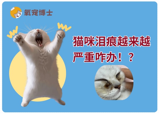 猫咪泪痕越来越严重怎么办？六大成因解析及家庭护理方法