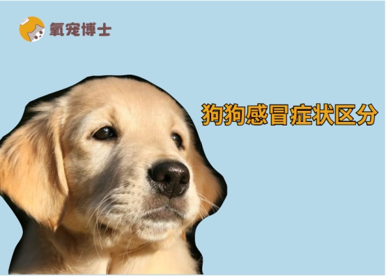 狗狗感冒症状识别与治疗指南，区分犬瘟热关键要点
