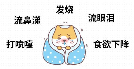 狗狗感冒症状