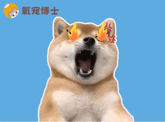狗狗上火怎么办？眼屎多尿黄的调理方法