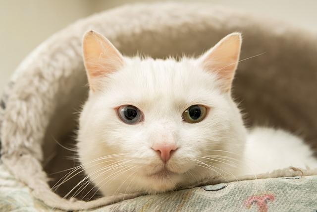 猫咪毛球症判断方法及化毛膏使用指南
