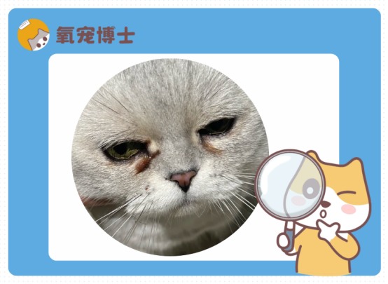 猫咪红棕色泪痕形成原因及有效解决方法
