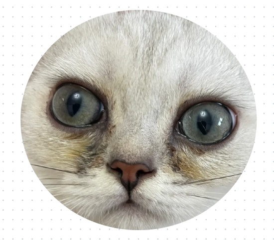 小猫有红棕色泪痕怎么去除?