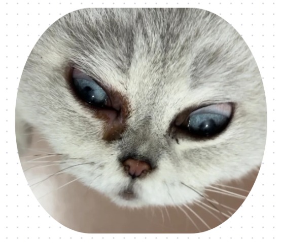 小猫泪痕怎么去除?