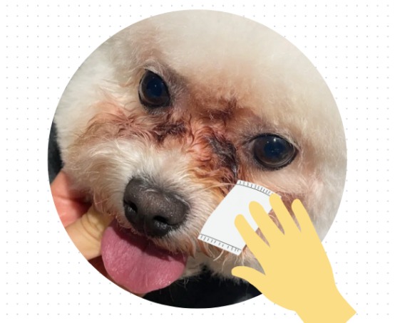 宠物狗有泪痕怎么去除？