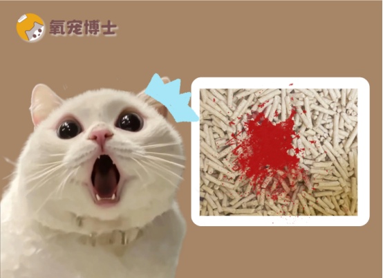 猫咪尿血原因及治疗方法详解 特发性膀胱炎是主因