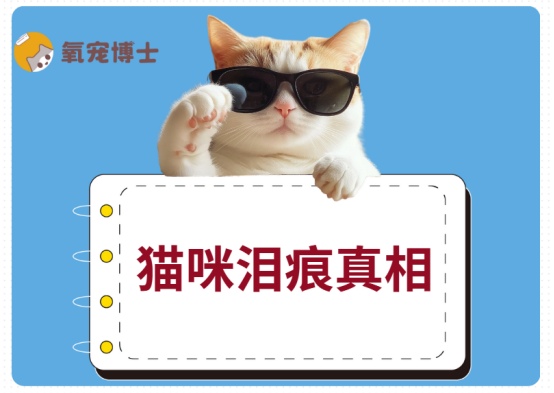 猫咪红褐色泪痕怎么办？科学去除泪溢及眼部护理方法