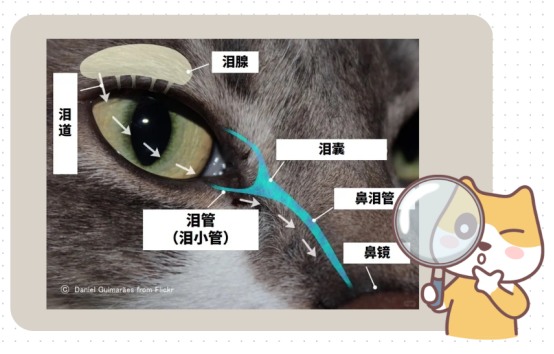猫咪泪痕的形成原因