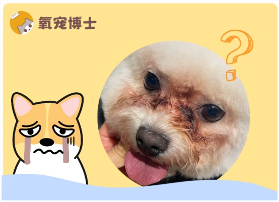 比熊犬泪痕怎么去除？5个科学方法让狗狗重现洁白面容