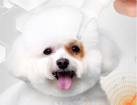 比熊泪痕用什么去除?