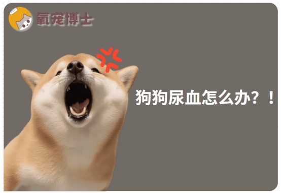 狗狗尿血的原因分析及科学治疗方法
