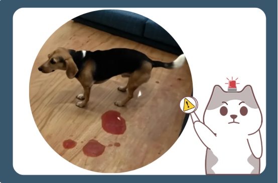 狗狗尿血
