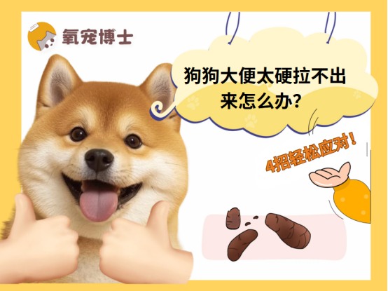 狗狗大便干硬排便困难怎么办 常见原因及解决方法