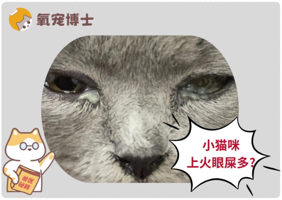 小猫眼屎多不一定是上火 常见原因及正确处理方法
