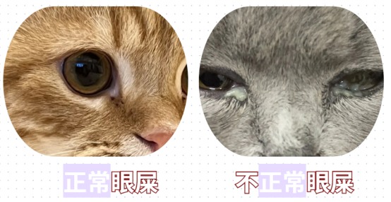 小猫上火有眼屎