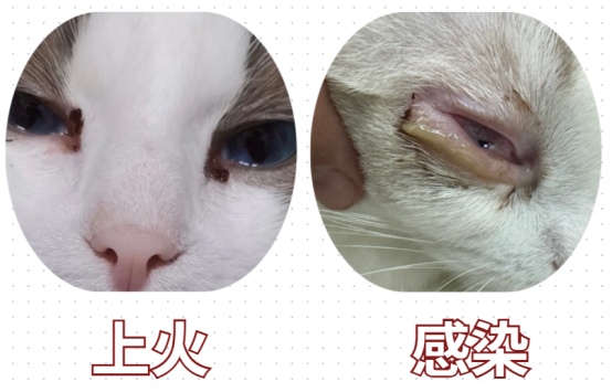 小猫有眼屎是上火还是感染了?