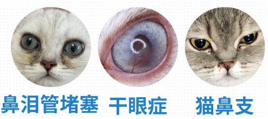小猫有眼屎是怎么回事?