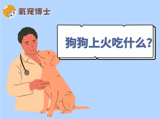 狗狗上火吃什么好？降火食物推荐及调理方法