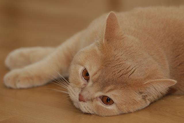 猫咪吐黄水