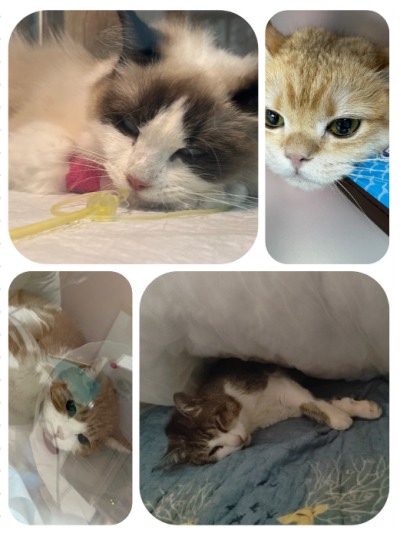 猫感冒能用人的感冒药吗