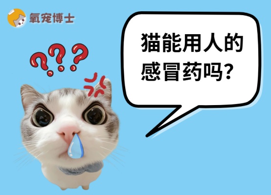 猫能用人的感冒药吗?