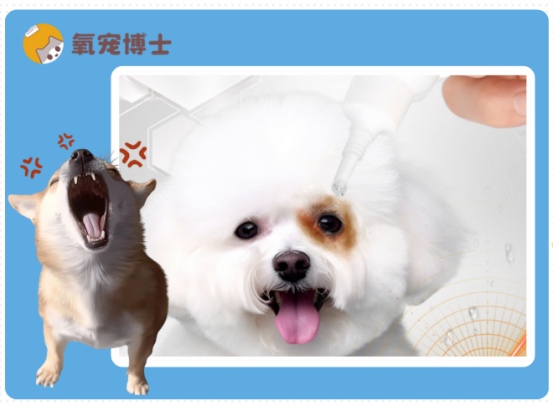 比熊犬泪痕怎么去除 有效护理方法全攻略