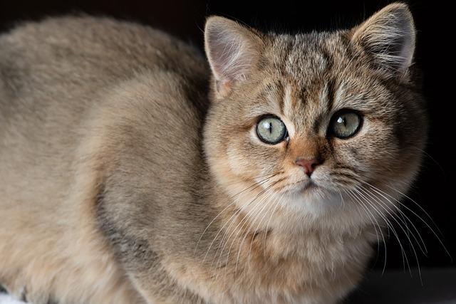 猫咪化毛膏喂养时间