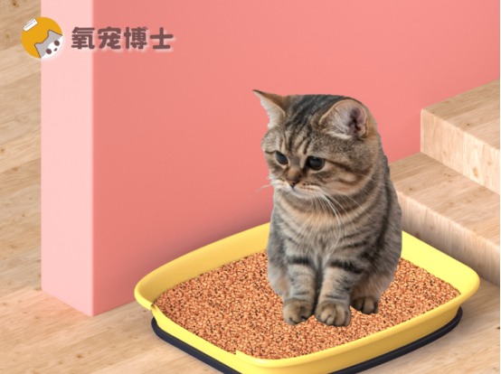 猫咪尿不出尿的4大病因及紧急处理方法