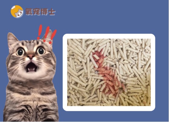 公猫尿血是怎么回事？